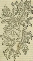 Picture 89 of 711 from Petri Andreae Matthioli Senensis serenissimi Principis Ferdinandi Archiducis Austriae & c., Medici, Commentarii secundo aucti : in libros sex Pedacii Dioscoridis Anazarbei de medica materia. Adiectis quàm plurimis plantarum, & animalium imaginibus quae in priore editione non habentur, eodem authore : his accessit eiusdem apologia adversus Amathum Lusitanum cum censura in eiusdem enarrationes (1558), leaf 238