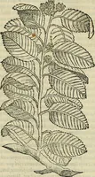 Picture 90 of 711 from Petri Andreae Matthioli Senensis serenissimi Principis Ferdinandi Archiducis Austriae & c., Medici, Commentarii secundo aucti : in libros sex Pedacii Dioscoridis Anazarbei de medica materia. Adiectis quàm plurimis plantarum, & animalium imaginibus quae in priore editione non habentur, eodem authore : his accessit eiusdem apologia adversus Amathum Lusitanum cum censura in eiusdem enarrationes (1558), leaf 238