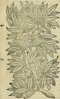Picture 91 of 711 from Petri Andreae Matthioli Senensis serenissimi Principis Ferdinandi Archiducis Austriae & c., Medici, Commentarii secundo aucti : in libros sex Pedacii Dioscoridis Anazarbei de medica materia. Adiectis quàm plurimis plantarum, & animalium imaginibus quae in priore editione non habentur, eodem authore : his accessit eiusdem apologia adversus Amathum Lusitanum cum censura in eiusdem enarrationes (1558), leaf 238