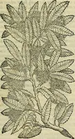 An illustration from Petri Andreae Matthioli Senensis serenissimi Principis Ferdinandi Archiducis Austriae & c., Medici, Commentarii secundo aucti : in libros sex Pedacii Dioscoridis Anazarbei de medica materia. Adiectis quàm plurimis plantarum, & animalium imaginibus quae in priore editione non habentur, eodem authore : his accessit eiusdem apologia adversus Amathum Lusitanum cum censura in eiusdem enarrationes (1558)