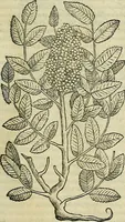 An illustration from Petri Andreae Matthioli Senensis serenissimi Principis Ferdinandi Archiducis Austriae & c., Medici, Commentarii secundo aucti : in libros sex Pedacii Dioscoridis Anazarbei de medica materia. Adiectis quàm plurimis plantarum, & animalium imaginibus quae in priore editione non habentur, eodem authore : his accessit eiusdem apologia adversus Amathum Lusitanum cum censura in eiusdem enarrationes (1558)