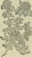 Picture 96 of 711 from Petri Andreae Matthioli Senensis serenissimi Principis Ferdinandi Archiducis Austriae & c., Medici, Commentarii secundo aucti : in libros sex Pedacii Dioscoridis Anazarbei de medica materia. Adiectis quàm plurimis plantarum, & animalium imaginibus quae in priore editione non habentur, eodem authore : his accessit eiusdem apologia adversus Amathum Lusitanum cum censura in eiusdem enarrationes (1558), leaf 243