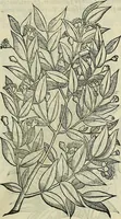 Picture 99 of 711 from Petri Andreae Matthioli Senensis serenissimi Principis Ferdinandi Archiducis Austriae & c., Medici, Commentarii secundo aucti : in libros sex Pedacii Dioscoridis Anazarbei de medica materia. Adiectis quàm plurimis plantarum, & animalium imaginibus quae in priore editione non habentur, eodem authore : his accessit eiusdem apologia adversus Amathum Lusitanum cum censura in eiusdem enarrationes (1558), leaf 248