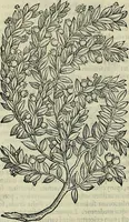 Picture 100 of 711 from Petri Andreae Matthioli Senensis serenissimi Principis Ferdinandi Archiducis Austriae & c., Medici, Commentarii secundo aucti : in libros sex Pedacii Dioscoridis Anazarbei de medica materia. Adiectis quàm plurimis plantarum, & animalium imaginibus quae in priore editione non habentur, eodem authore : his accessit eiusdem apologia adversus Amathum Lusitanum cum censura in eiusdem enarrationes (1558), leaf 249