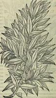 Picture 101 of 711 from Petri Andreae Matthioli Senensis serenissimi Principis Ferdinandi Archiducis Austriae & c., Medici, Commentarii secundo aucti : in libros sex Pedacii Dioscoridis Anazarbei de medica materia. Adiectis quàm plurimis plantarum, & animalium imaginibus quae in priore editione non habentur, eodem authore : his accessit eiusdem apologia adversus Amathum Lusitanum cum censura in eiusdem enarrationes (1558), leaf 249