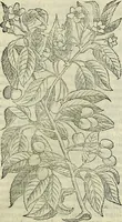Picture 102 of 711 from Petri Andreae Matthioli Senensis serenissimi Principis Ferdinandi Archiducis Austriae & c., Medici, Commentarii secundo aucti : in libros sex Pedacii Dioscoridis Anazarbei de medica materia. Adiectis quàm plurimis plantarum, & animalium imaginibus quae in priore editione non habentur, eodem authore : his accessit eiusdem apologia adversus Amathum Lusitanum cum censura in eiusdem enarrationes (1558), leaf 250