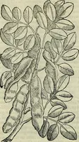 Picture 103 of 711 from Petri Andreae Matthioli Senensis serenissimi Principis Ferdinandi Archiducis Austriae & c., Medici, Commentarii secundo aucti : in libros sex Pedacii Dioscoridis Anazarbei de medica materia. Adiectis quàm plurimis plantarum, & animalium imaginibus quae in priore editione non habentur, eodem authore : his accessit eiusdem apologia adversus Amathum Lusitanum cum censura in eiusdem enarrationes (1558), leaf 251