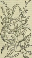 Picture 106 of 711 from Petri Andreae Matthioli Senensis serenissimi Principis Ferdinandi Archiducis Austriae & c., Medici, Commentarii secundo aucti : in libros sex Pedacii Dioscoridis Anazarbei de medica materia. Adiectis quàm plurimis plantarum, & animalium imaginibus quae in priore editione non habentur, eodem authore : his accessit eiusdem apologia adversus Amathum Lusitanum cum censura in eiusdem enarrationes (1558), leaf 252