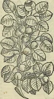 Picture 107 of 711 from Petri Andreae Matthioli Senensis serenissimi Principis Ferdinandi Archiducis Austriae & c., Medici, Commentarii secundo aucti : in libros sex Pedacii Dioscoridis Anazarbei de medica materia. Adiectis quàm plurimis plantarum, & animalium imaginibus quae in priore editione non habentur, eodem authore : his accessit eiusdem apologia adversus Amathum Lusitanum cum censura in eiusdem enarrationes (1558), leaf 252
