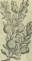 An illustration from Petri Andreae Matthioli Senensis serenissimi Principis Ferdinandi Archiducis Austriae & c., Medici, Commentarii secundo aucti : in libros sex Pedacii Dioscoridis Anazarbei de medica materia. Adiectis quàm plurimis plantarum, & animalium imaginibus quae in priore editione non habentur, eodem authore : his accessit eiusdem apologia adversus Amathum Lusitanum cum censura in eiusdem enarrationes (1558)