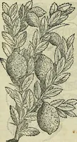 Picture 110 of 711 from Petri Andreae Matthioli Senensis serenissimi Principis Ferdinandi Archiducis Austriae & c., Medici, Commentarii secundo aucti : in libros sex Pedacii Dioscoridis Anazarbei de medica materia. Adiectis quàm plurimis plantarum, & animalium imaginibus quae in priore editione non habentur, eodem authore : his accessit eiusdem apologia adversus Amathum Lusitanum cum censura in eiusdem enarrationes (1558), leaf 253