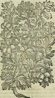 An illustration from Petri Andreae Matthioli Senensis serenissimi Principis Ferdinandi Archiducis Austriae & c., Medici, Commentarii secundo aucti : in libros sex Pedacii Dioscoridis Anazarbei de medica materia. Adiectis quàm plurimis plantarum, & animalium imaginibus quae in priore editione non habentur, eodem authore : his accessit eiusdem apologia adversus Amathum Lusitanum cum censura in eiusdem enarrationes (1558)