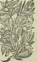 An illustration from Petri Andreae Matthioli Senensis serenissimi Principis Ferdinandi Archiducis Austriae & c., Medici, Commentarii secundo aucti : in libros sex Pedacii Dioscoridis Anazarbei de medica materia. Adiectis quàm plurimis plantarum, & animalium imaginibus quae in priore editione non habentur, eodem authore : his accessit eiusdem apologia adversus Amathum Lusitanum cum censura in eiusdem enarrationes (1558)