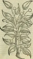 An illustration from Petri Andreae Matthioli Senensis serenissimi Principis Ferdinandi Archiducis Austriae & c., Medici, Commentarii secundo aucti : in libros sex Pedacii Dioscoridis Anazarbei de medica materia. Adiectis quàm plurimis plantarum, & animalium imaginibus quae in priore editione non habentur, eodem authore : his accessit eiusdem apologia adversus Amathum Lusitanum cum censura in eiusdem enarrationes (1558)