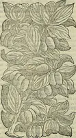 Picture 115 of 711 from Petri Andreae Matthioli Senensis serenissimi Principis Ferdinandi Archiducis Austriae & c., Medici, Commentarii secundo aucti : in libros sex Pedacii Dioscoridis Anazarbei de medica materia. Adiectis quàm plurimis plantarum, & animalium imaginibus quae in priore editione non habentur, eodem authore : his accessit eiusdem apologia adversus Amathum Lusitanum cum censura in eiusdem enarrationes (1558), leaf 261