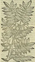 An illustration from Petri Andreae Matthioli Senensis serenissimi Principis Ferdinandi Archiducis Austriae & c., Medici, Commentarii secundo aucti : in libros sex Pedacii Dioscoridis Anazarbei de medica materia. Adiectis quàm plurimis plantarum, & animalium imaginibus quae in priore editione non habentur, eodem authore : his accessit eiusdem apologia adversus Amathum Lusitanum cum censura in eiusdem enarrationes (1558)