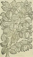 An illustration from Petri Andreae Matthioli Senensis serenissimi Principis Ferdinandi Archiducis Austriae & c., Medici, Commentarii secundo aucti : in libros sex Pedacii Dioscoridis Anazarbei de medica materia. Adiectis quàm plurimis plantarum, & animalium imaginibus quae in priore editione non habentur, eodem authore : his accessit eiusdem apologia adversus Amathum Lusitanum cum censura in eiusdem enarrationes (1558)