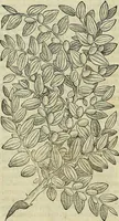 Picture 118 of 711 from Petri Andreae Matthioli Senensis serenissimi Principis Ferdinandi Archiducis Austriae & c., Medici, Commentarii secundo aucti : in libros sex Pedacii Dioscoridis Anazarbei de medica materia. Adiectis quàm plurimis plantarum, & animalium imaginibus quae in priore editione non habentur, eodem authore : his accessit eiusdem apologia adversus Amathum Lusitanum cum censura in eiusdem enarrationes (1558), leaf 263