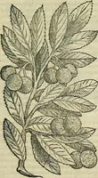 Picture 119 of 711 from Petri Andreae Matthioli Senensis serenissimi Principis Ferdinandi Archiducis Austriae & c., Medici, Commentarii secundo aucti : in libros sex Pedacii Dioscoridis Anazarbei de medica materia. Adiectis quàm plurimis plantarum, & animalium imaginibus quae in priore editione non habentur, eodem authore : his accessit eiusdem apologia adversus Amathum Lusitanum cum censura in eiusdem enarrationes (1558), leaf 264