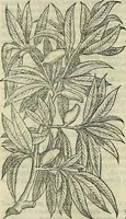 An illustration from Petri Andreae Matthioli Senensis serenissimi Principis Ferdinandi Archiducis Austriae & c., Medici, Commentarii secundo aucti : in libros sex Pedacii Dioscoridis Anazarbei de medica materia. Adiectis quàm plurimis plantarum, & animalium imaginibus quae in priore editione non habentur, eodem authore : his accessit eiusdem apologia adversus Amathum Lusitanum cum censura in eiusdem enarrationes (1558)