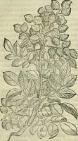 Picture 121 of 711 from Petri Andreae Matthioli Senensis serenissimi Principis Ferdinandi Archiducis Austriae & c., Medici, Commentarii secundo aucti : in libros sex Pedacii Dioscoridis Anazarbei de medica materia. Adiectis quàm plurimis plantarum, & animalium imaginibus quae in priore editione non habentur, eodem authore : his accessit eiusdem apologia adversus Amathum Lusitanum cum censura in eiusdem enarrationes (1558), leaf 266
