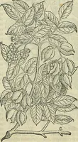 Picture 122 of 711 from Petri Andreae Matthioli Senensis serenissimi Principis Ferdinandi Archiducis Austriae & c., Medici, Commentarii secundo aucti : in libros sex Pedacii Dioscoridis Anazarbei de medica materia. Adiectis quàm plurimis plantarum, & animalium imaginibus quae in priore editione non habentur, eodem authore : his accessit eiusdem apologia adversus Amathum Lusitanum cum censura in eiusdem enarrationes (1558), leaf 266