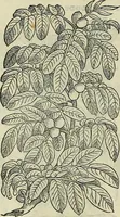 An illustration from Petri Andreae Matthioli Senensis serenissimi Principis Ferdinandi Archiducis Austriae & c., Medici, Commentarii secundo aucti : in libros sex Pedacii Dioscoridis Anazarbei de medica materia. Adiectis quàm plurimis plantarum, & animalium imaginibus quae in priore editione non habentur, eodem authore : his accessit eiusdem apologia adversus Amathum Lusitanum cum censura in eiusdem enarrationes (1558)
