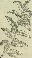 An illustration from Petri Andreae Matthioli Senensis serenissimi Principis Ferdinandi Archiducis Austriae & c., Medici, Commentarii secundo aucti : in libros sex Pedacii Dioscoridis Anazarbei de medica materia. Adiectis quàm plurimis plantarum, & animalium imaginibus quae in priore editione non habentur, eodem authore : his accessit eiusdem apologia adversus Amathum Lusitanum cum censura in eiusdem enarrationes (1558)
