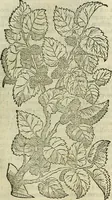 Picture 126 of 711 from Petri Andreae Matthioli Senensis serenissimi Principis Ferdinandi Archiducis Austriae & c., Medici, Commentarii secundo aucti : in libros sex Pedacii Dioscoridis Anazarbei de medica materia. Adiectis quàm plurimis plantarum, & animalium imaginibus quae in priore editione non habentur, eodem authore : his accessit eiusdem apologia adversus Amathum Lusitanum cum censura in eiusdem enarrationes (1558), leaf 270