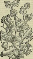 An illustration from Petri Andreae Matthioli Senensis serenissimi Principis Ferdinandi Archiducis Austriae & c., Medici, Commentarii secundo aucti : in libros sex Pedacii Dioscoridis Anazarbei de medica materia. Adiectis quàm plurimis plantarum, & animalium imaginibus quae in priore editione non habentur, eodem authore : his accessit eiusdem apologia adversus Amathum Lusitanum cum censura in eiusdem enarrationes (1558)