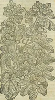 Picture 128 of 711 from Petri Andreae Matthioli Senensis serenissimi Principis Ferdinandi Archiducis Austriae & c., Medici, Commentarii secundo aucti : in libros sex Pedacii Dioscoridis Anazarbei de medica materia. Adiectis quàm plurimis plantarum, & animalium imaginibus quae in priore editione non habentur, eodem authore : his accessit eiusdem apologia adversus Amathum Lusitanum cum censura in eiusdem enarrationes (1558), leaf 272