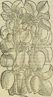 An illustration from Petri Andreae Matthioli Senensis serenissimi Principis Ferdinandi Archiducis Austriae & c., Medici, Commentarii secundo aucti : in libros sex Pedacii Dioscoridis Anazarbei de medica materia. Adiectis quàm plurimis plantarum, & animalium imaginibus quae in priore editione non habentur, eodem authore : his accessit eiusdem apologia adversus Amathum Lusitanum cum censura in eiusdem enarrationes (1558)