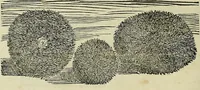 An illustration from Petri Andreae Matthioli Senensis serenissimi Principis Ferdinandi Archiducis Austriae & c., Medici, Commentarii secundo aucti : in libros sex Pedacii Dioscoridis Anazarbei de medica materia. Adiectis quàm plurimis plantarum, & animalium imaginibus quae in priore editione non habentur, eodem authore : his accessit eiusdem apologia adversus Amathum Lusitanum cum censura in eiusdem enarrationes (1558)