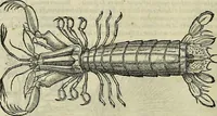 Picture 133 of 711 from Petri Andreae Matthioli Senensis serenissimi Principis Ferdinandi Archiducis Austriae & c., Medici, Commentarii secundo aucti : in libros sex Pedacii Dioscoridis Anazarbei de medica materia. Adiectis quàm plurimis plantarum, & animalium imaginibus quae in priore editione non habentur, eodem authore : his accessit eiusdem apologia adversus Amathum Lusitanum cum censura in eiusdem enarrationes (1558), leaf 279