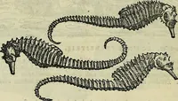 An illustration from Petri Andreae Matthioli Senensis serenissimi Principis Ferdinandi Archiducis Austriae & c., Medici, Commentarii secundo aucti : in libros sex Pedacii Dioscoridis Anazarbei de medica materia. Adiectis quàm plurimis plantarum, & animalium imaginibus quae in priore editione non habentur, eodem authore : his accessit eiusdem apologia adversus Amathum Lusitanum cum censura in eiusdem enarrationes (1558)