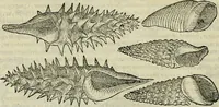 An illustration from Petri Andreae Matthioli Senensis serenissimi Principis Ferdinandi Archiducis Austriae & c., Medici, Commentarii secundo aucti : in libros sex Pedacii Dioscoridis Anazarbei de medica materia. Adiectis quàm plurimis plantarum, & animalium imaginibus quae in priore editione non habentur, eodem authore : his accessit eiusdem apologia adversus Amathum Lusitanum cum censura in eiusdem enarrationes (1558)