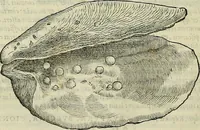 An illustration from Petri Andreae Matthioli Senensis serenissimi Principis Ferdinandi Archiducis Austriae & c., Medici, Commentarii secundo aucti : in libros sex Pedacii Dioscoridis Anazarbei de medica materia. Adiectis quàm plurimis plantarum, & animalium imaginibus quae in priore editione non habentur, eodem authore : his accessit eiusdem apologia adversus Amathum Lusitanum cum censura in eiusdem enarrationes (1558)