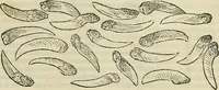 An illustration from Petri Andreae Matthioli Senensis serenissimi Principis Ferdinandi Archiducis Austriae & c., Medici, Commentarii secundo aucti : in libros sex Pedacii Dioscoridis Anazarbei de medica materia. Adiectis quàm plurimis plantarum, & animalium imaginibus quae in priore editione non habentur, eodem authore : his accessit eiusdem apologia adversus Amathum Lusitanum cum censura in eiusdem enarrationes (1558)