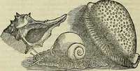 An illustration from Petri Andreae Matthioli Senensis serenissimi Principis Ferdinandi Archiducis Austriae & c., Medici, Commentarii secundo aucti : in libros sex Pedacii Dioscoridis Anazarbei de medica materia. Adiectis quàm plurimis plantarum, & animalium imaginibus quae in priore editione non habentur, eodem authore : his accessit eiusdem apologia adversus Amathum Lusitanum cum censura in eiusdem enarrationes (1558)
