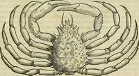 Picture 142 of 711 from Petri Andreae Matthioli Senensis serenissimi Principis Ferdinandi Archiducis Austriae & c., Medici, Commentarii secundo aucti : in libros sex Pedacii Dioscoridis Anazarbei de medica materia. Adiectis quàm plurimis plantarum, & animalium imaginibus quae in priore editione non habentur, eodem authore : his accessit eiusdem apologia adversus Amathum Lusitanum cum censura in eiusdem enarrationes (1558), leaf 288