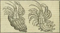 Picture 144 of 711 from Petri Andreae Matthioli Senensis serenissimi Principis Ferdinandi Archiducis Austriae & c., Medici, Commentarii secundo aucti : in libros sex Pedacii Dioscoridis Anazarbei de medica materia. Adiectis quàm plurimis plantarum, & animalium imaginibus quae in priore editione non habentur, eodem authore : his accessit eiusdem apologia adversus Amathum Lusitanum cum censura in eiusdem enarrationes (1558), leaf 289
