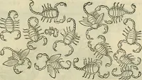 An illustration from Petri Andreae Matthioli Senensis serenissimi Principis Ferdinandi Archiducis Austriae & c., Medici, Commentarii secundo aucti : in libros sex Pedacii Dioscoridis Anazarbei de medica materia. Adiectis quàm plurimis plantarum, & animalium imaginibus quae in priore editione non habentur, eodem authore : his accessit eiusdem apologia adversus Amathum Lusitanum cum censura in eiusdem enarrationes (1558)
