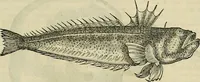 An illustration from Petri Andreae Matthioli Senensis serenissimi Principis Ferdinandi Archiducis Austriae & c., Medici, Commentarii secundo aucti : in libros sex Pedacii Dioscoridis Anazarbei de medica materia. Adiectis quàm plurimis plantarum, & animalium imaginibus quae in priore editione non habentur, eodem authore : his accessit eiusdem apologia adversus Amathum Lusitanum cum censura in eiusdem enarrationes (1558)