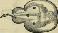 An illustration from Petri Andreae Matthioli Senensis serenissimi Principis Ferdinandi Archiducis Austriae & c., Medici, Commentarii secundo aucti : in libros sex Pedacii Dioscoridis Anazarbei de medica materia. Adiectis quàm plurimis plantarum, & animalium imaginibus quae in priore editione non habentur, eodem authore : his accessit eiusdem apologia adversus Amathum Lusitanum cum censura in eiusdem enarrationes (1558)