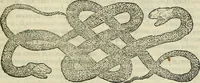 An illustration from Petri Andreae Matthioli Senensis serenissimi Principis Ferdinandi Archiducis Austriae & c., Medici, Commentarii secundo aucti : in libros sex Pedacii Dioscoridis Anazarbei de medica materia. Adiectis quàm plurimis plantarum, & animalium imaginibus quae in priore editione non habentur, eodem authore : his accessit eiusdem apologia adversus Amathum Lusitanum cum censura in eiusdem enarrationes (1558)