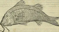 An illustration from Petri Andreae Matthioli Senensis serenissimi Principis Ferdinandi Archiducis Austriae & c., Medici, Commentarii secundo aucti : in libros sex Pedacii Dioscoridis Anazarbei de medica materia. Adiectis quàm plurimis plantarum, & animalium imaginibus quae in priore editione non habentur, eodem authore : his accessit eiusdem apologia adversus Amathum Lusitanum cum censura in eiusdem enarrationes (1558)
