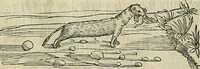 An illustration from Petri Andreae Matthioli Senensis serenissimi Principis Ferdinandi Archiducis Austriae & c., Medici, Commentarii secundo aucti : in libros sex Pedacii Dioscoridis Anazarbei de medica materia. Adiectis quàm plurimis plantarum, & animalium imaginibus quae in priore editione non habentur, eodem authore : his accessit eiusdem apologia adversus Amathum Lusitanum cum censura in eiusdem enarrationes (1558)
