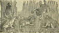 An illustration from Petri Andreae Matthioli Senensis serenissimi Principis Ferdinandi Archiducis Austriae & c., Medici, Commentarii secundo aucti : in libros sex Pedacii Dioscoridis Anazarbei de medica materia. Adiectis quàm plurimis plantarum, & animalium imaginibus quae in priore editione non habentur, eodem authore : his accessit eiusdem apologia adversus Amathum Lusitanum cum censura in eiusdem enarrationes (1558)
