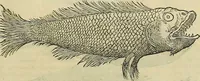 An illustration from Petri Andreae Matthioli Senensis serenissimi Principis Ferdinandi Archiducis Austriae & c., Medici, Commentarii secundo aucti : in libros sex Pedacii Dioscoridis Anazarbei de medica materia. Adiectis quàm plurimis plantarum, & animalium imaginibus quae in priore editione non habentur, eodem authore : his accessit eiusdem apologia adversus Amathum Lusitanum cum censura in eiusdem enarrationes (1558)