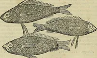 An illustration from Petri Andreae Matthioli Senensis serenissimi Principis Ferdinandi Archiducis Austriae & c., Medici, Commentarii secundo aucti : in libros sex Pedacii Dioscoridis Anazarbei de medica materia. Adiectis quàm plurimis plantarum, & animalium imaginibus quae in priore editione non habentur, eodem authore : his accessit eiusdem apologia adversus Amathum Lusitanum cum censura in eiusdem enarrationes (1558)